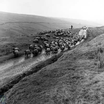 Shepherding, Coverhead Farm, Coverdale